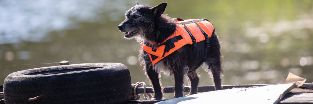 Black dog wearing an orange life jacket standing on a dock near water.