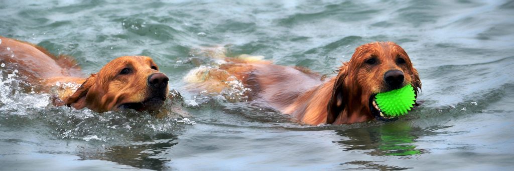 Two Golden Retrievers swimming in the water, one holding a green toy ball in its mouth.