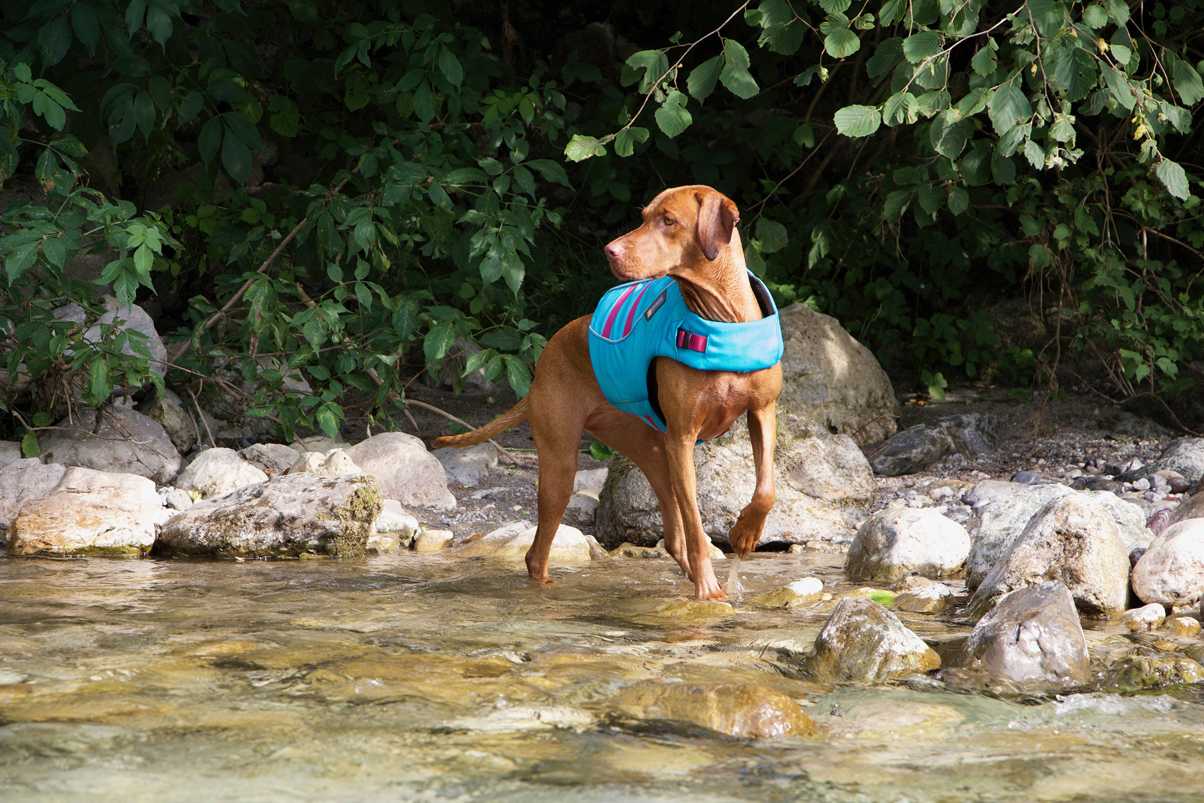 Water safety with your pup 