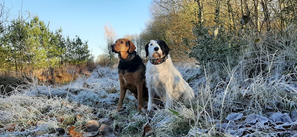 Two dogs sitting on frosty grass during a winter walk, surrounded by trees and a clear blue sky.